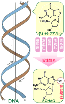 DNA-80HdG(8-ヒドロキシデオキシグアノシン)図