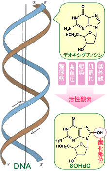 DNA-80HdG(8-ҥɥǥΥ)